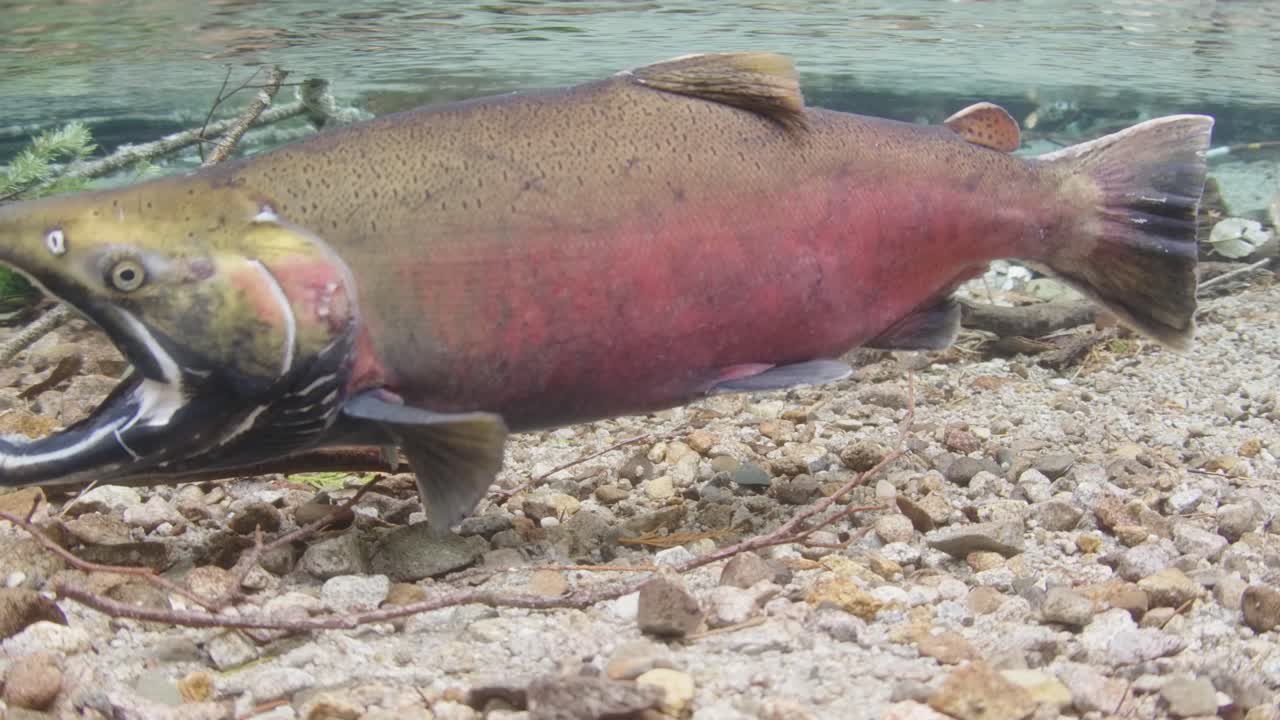 Male Coho salmon displaying full spawning colours in a shallow stream in Canada