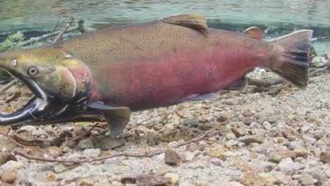 male coho salmon displaying full spawning colours in a shallow stream in canada