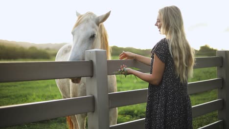 golden hour shot of a beautiful woman hand-feeding a large white horse over a fence on a ranch in hawaii