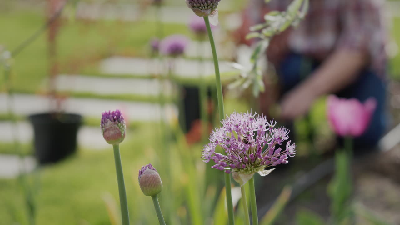 una abeja está pastando en una flor en el jardín, en el fondo una mujer está plantando flores en su jardín