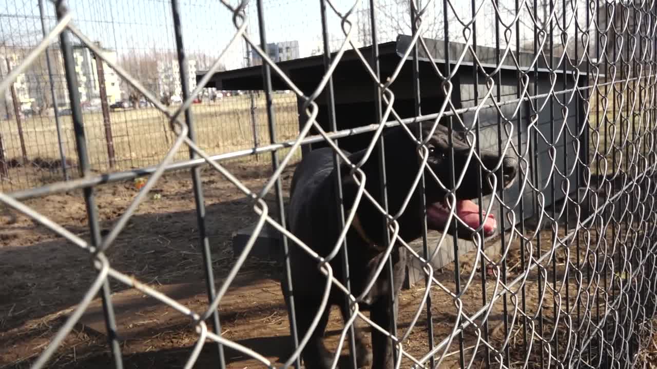 Medium-sized black dog standing inside a fenced enclosure with a small shelter, captured through a chain-link fence in an urban outdoor setting with buildings in the background
