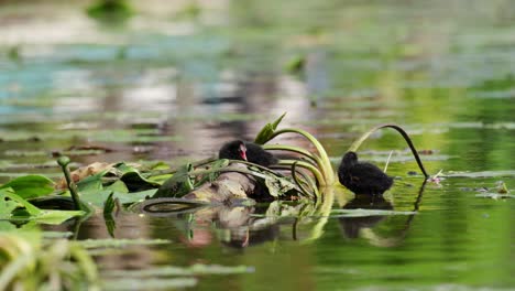 pájaros bebés en un pantano