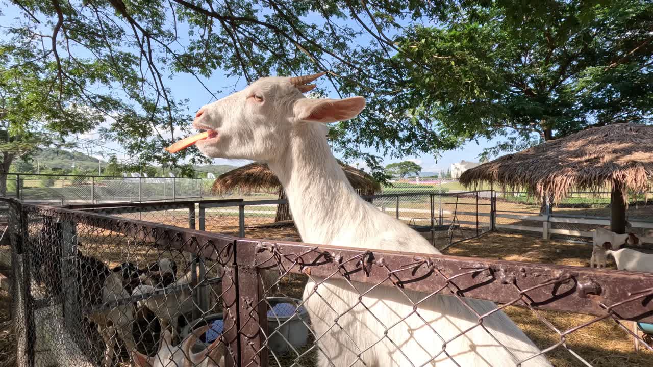 염소가 울타리를 통해 당근을 먹고 있습니다.
