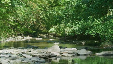 Stones-in-forest-creek-on-sunny-day,-medium-long-shot