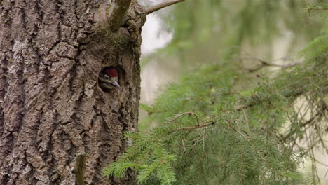 A very young woodpecker chick peers out of its nest, waiting for food