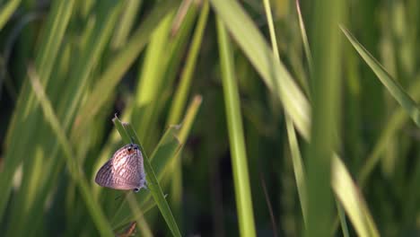 Close-Shot-of-a-Butterfly-in-the-Grass-at-Sunset