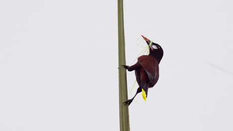 montezuma oropendola  collecting nestmaterial from a palmtree stem