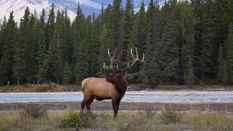 bull elk fuelle corneta vocalización en celo temporada de apareamiento para atraer a las hembras