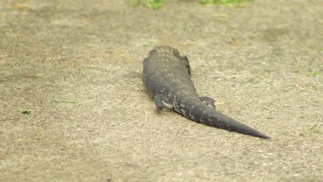 Blue-Tongue-Lizard-on-path-sticks-its-tongue-out-then-crawls-away