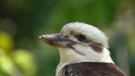 kookaburra descansa en la naturaleza, cámara lenta