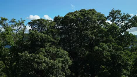 Rise-up-behind-tall-trees-revealing-lush-green-countryside-with-dark-lake-and-wooded-mountains-on-summer-day