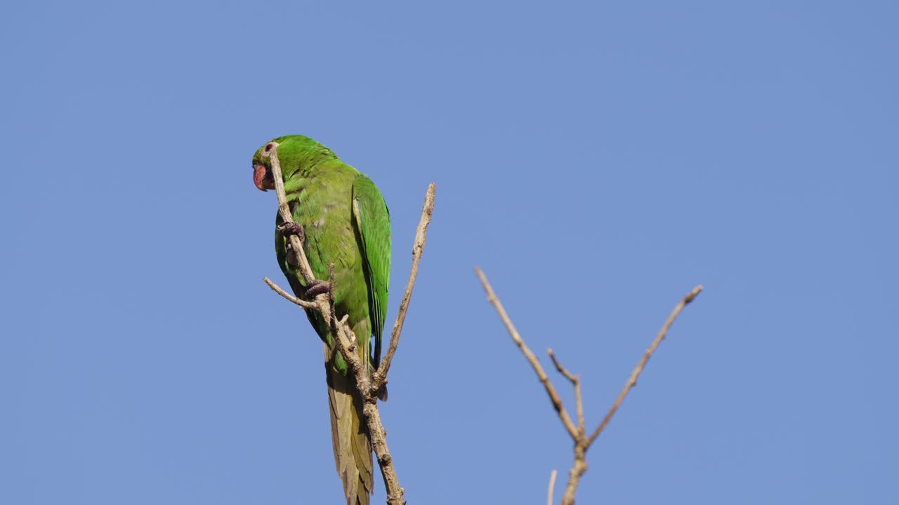 un periquito de ojos blancos solitario