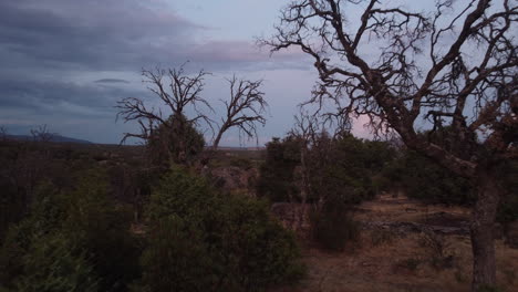 dolly backward of bare trees in the stunning la pedriza encinas, sierra de guadarrama