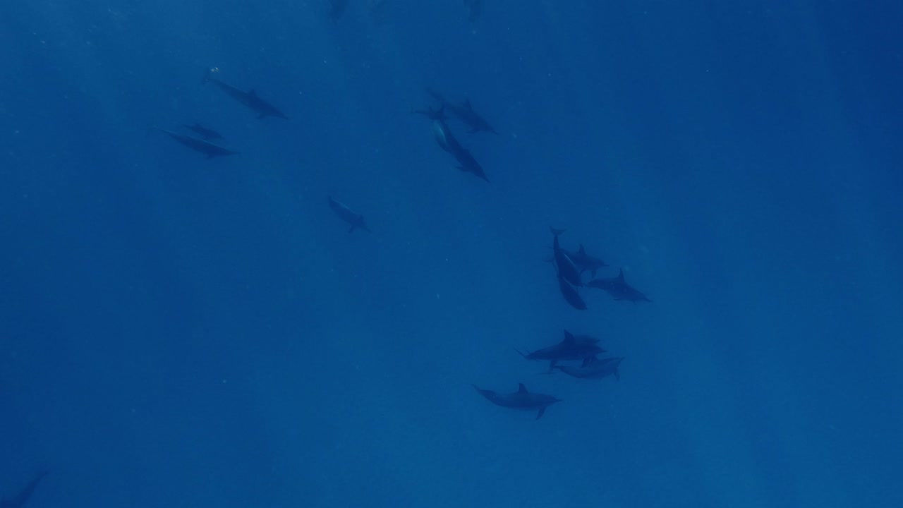 una gran manada de hermosos delfines giradores nadando en el mar azul profundo - toma submarina