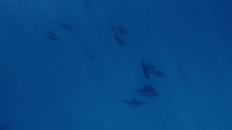 a large pod of beautiful spinner dolphins swimming in the deep blue sea - underwater shot