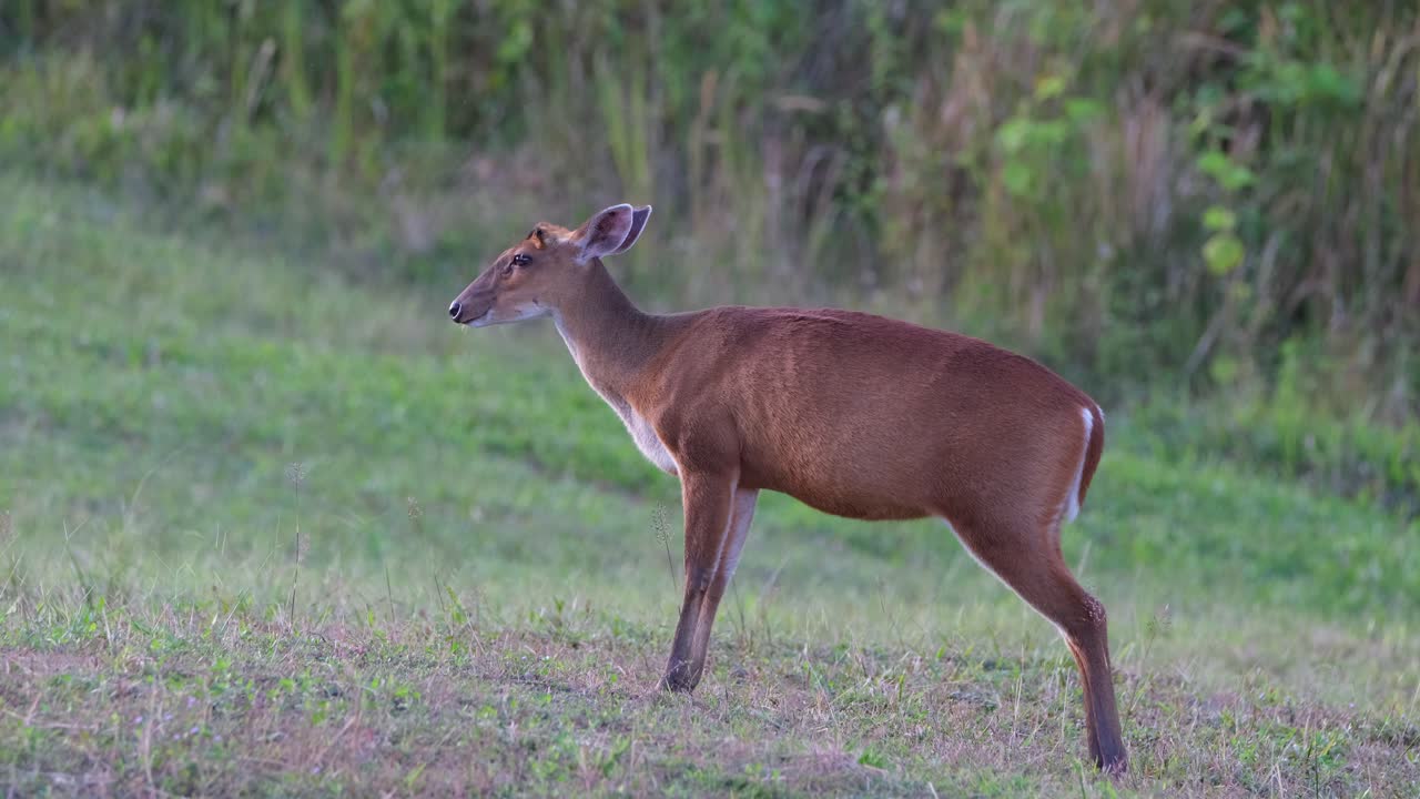 masticando y saliendo al lado derecho del marco, parque nacional khao yai, ladrando ciervos muntjac, tailandia