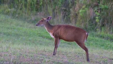 chewing and exits to the right side of the frame, khao yai national park, barking deer muntjac, thailand