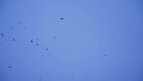 flock of birds in the evening. black birds against the sky.