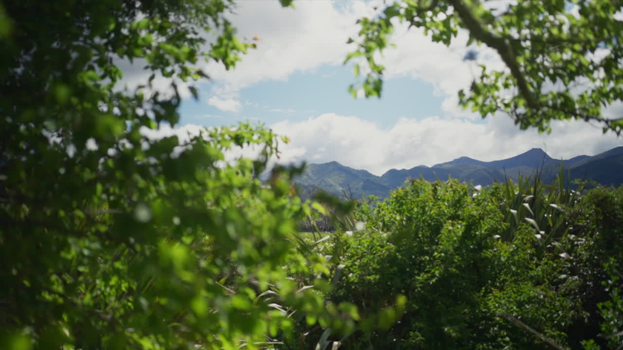 Smooth slow-motion gimbal shot moving past a vibrant leafy tree, revealing majestic mountains on the horizon under a bright sunny sky in New Zealand.