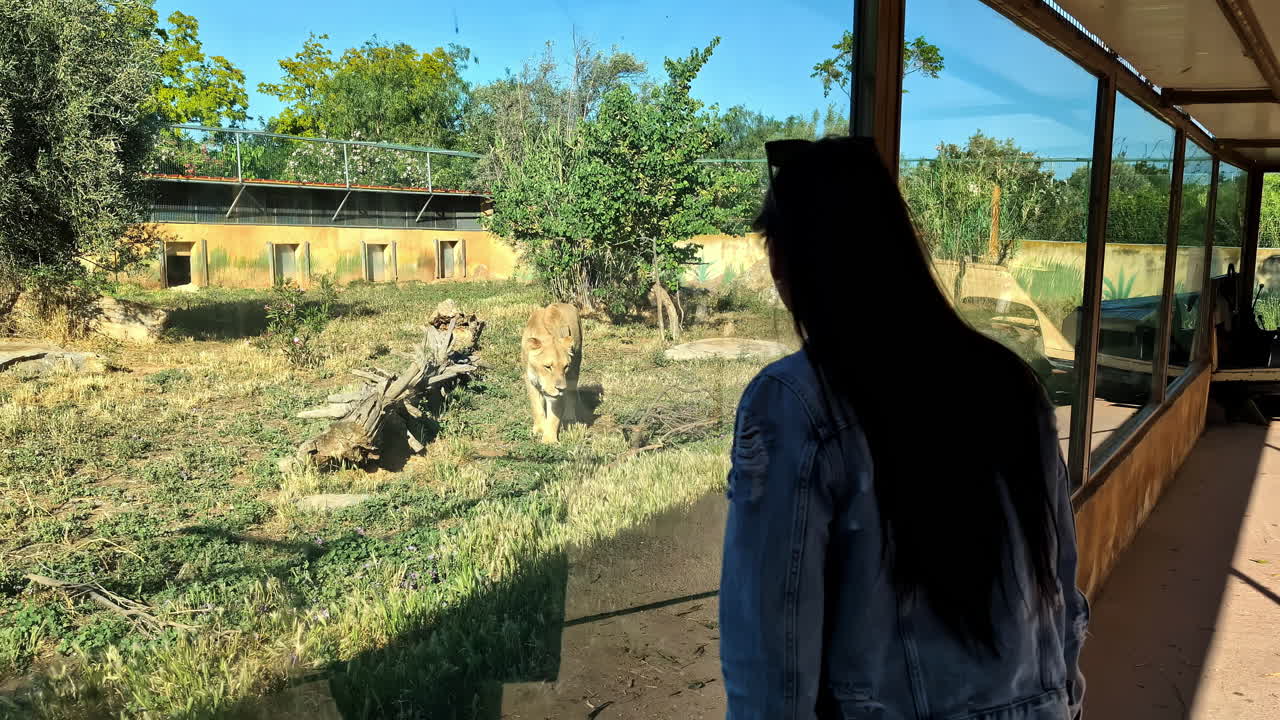 Individual standing near the lion habitat at Attica Zoological Park