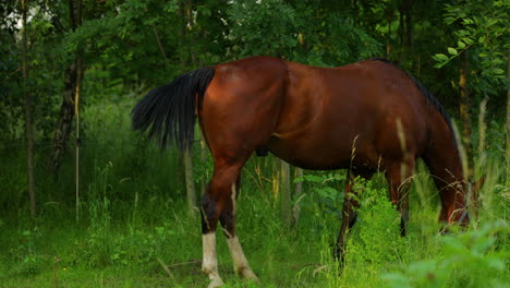 caballo marrón pastando en la hierba durante un día soleado