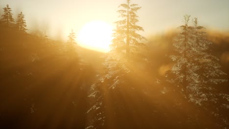 bosque de pinos al amanecer con cálidos rayos de sol