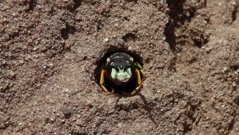 Digger-Wasp-leaving-burrow.-July.-England.-UK