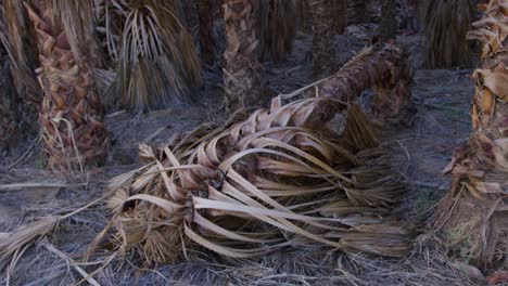 a slow pull out shot of a baby dead palm tree that is resting on the ground between plenty of other palm trees