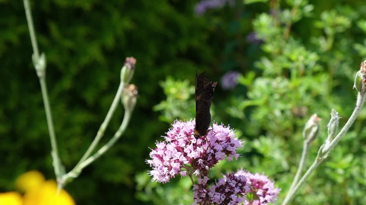 cerca de la mariposa pavo real sentada en la flor de orégano en un jardín verde en un día soleado de verano