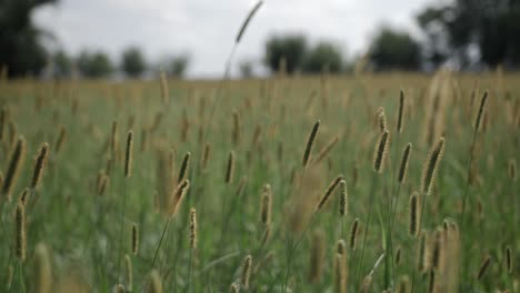 slow motion pan as grass blows in the wind in dramatic slow motion