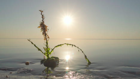 Strandsonnenaufgangslandschaft-Mit-Pflanzen--Und-Meerwasser,-Die-Sich-In-Zeitlupe-Bewegen