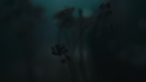 a miniature trees and plants at night