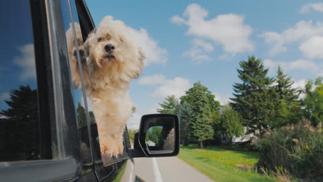 the dog looks out of the window of the car in motion in the rearview mirror you can see the driver p