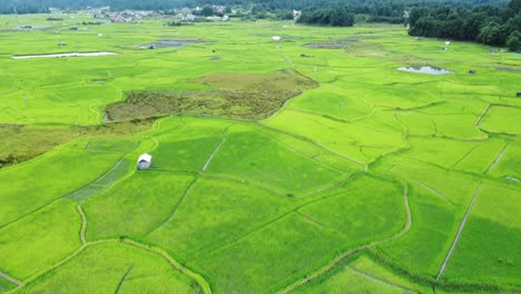 aerial view shot of paddy field in arunachal pradesh