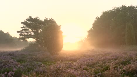 sunrise over a misty moorland with heather