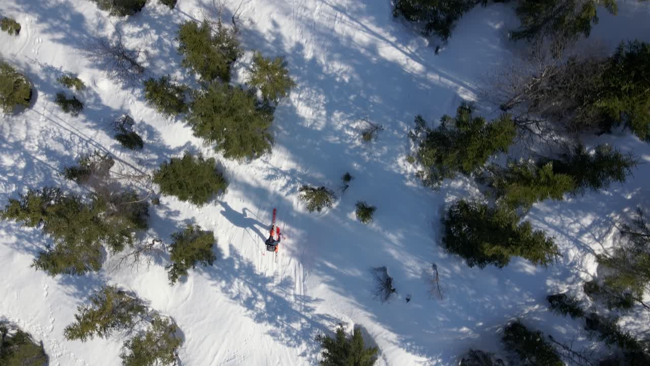 ⁇ 빛에 눈  ⁇ 인 숲에서 활동적인 크로스 컨트리 스키 선수의 공중 조류 눈  ⁇
