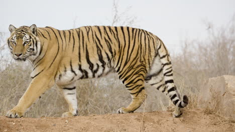 full body shot of slow walking tiger