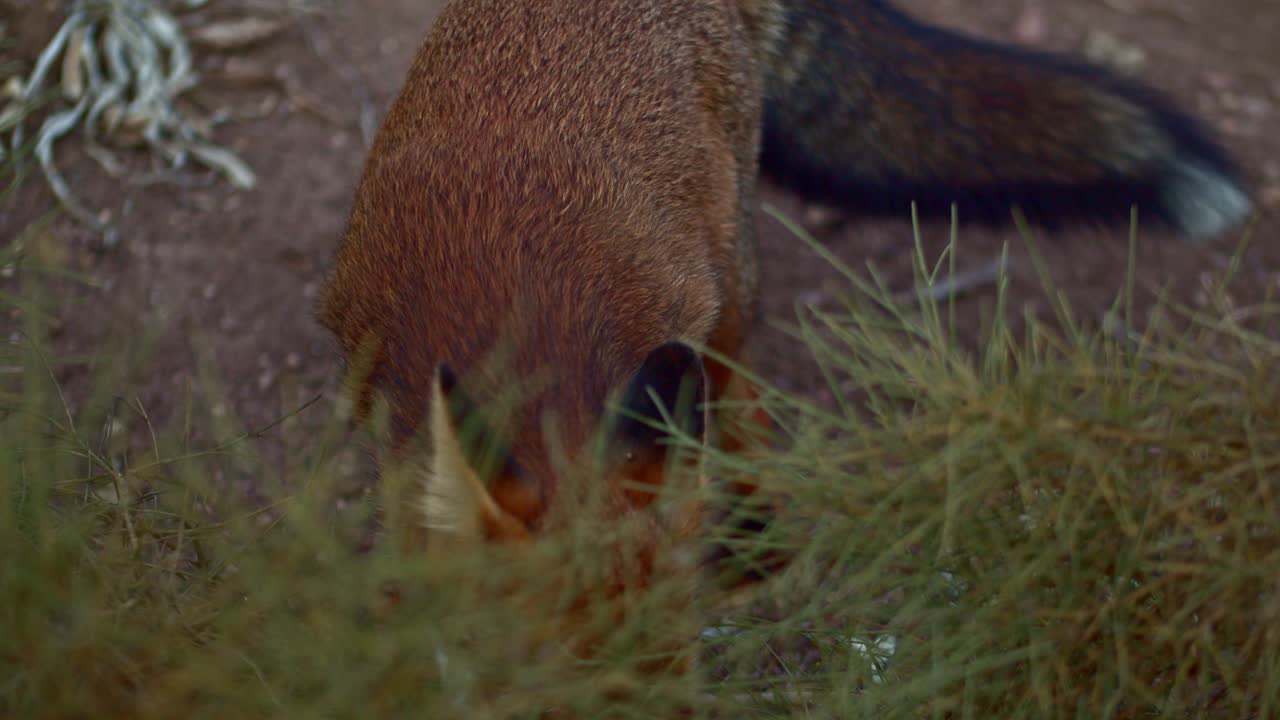 부시 뒤에서 음식을 먹는 붉은 여우의 높은 각도 근접 촬영, 경고, 하루에 올려다
