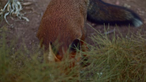 High-angle-closeup-of-Red-Fox-eating-food-behind-bush,-looks-up-in-alert,-day