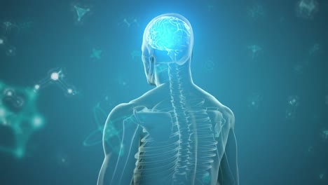 Animation-of-human-body-with-glowing-brain-and-particles-on-blue-background