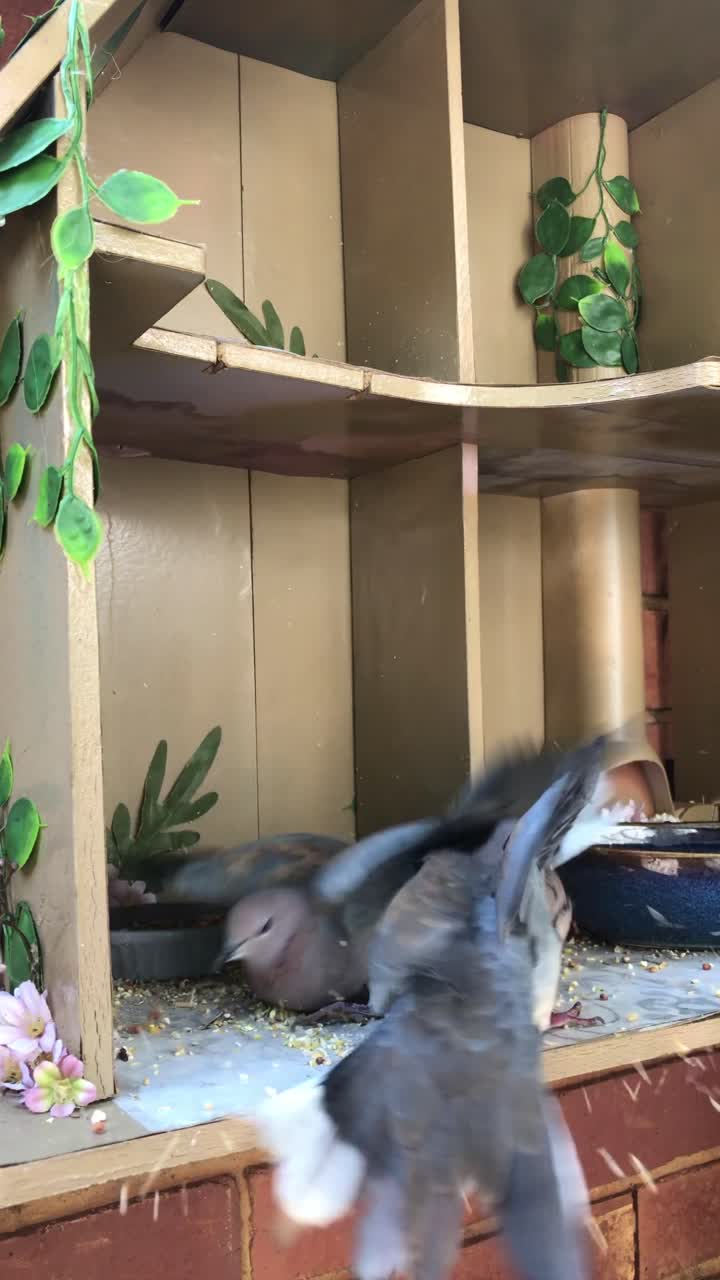 Two doves fighting in a custom birdhouse in a residential area
