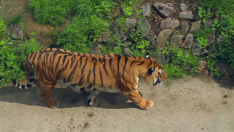 tiger in zoo. siberian tiger walking in zoo. top view of wild tiger on grass