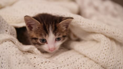 tabby kitten cuddling with a soft warm blanket