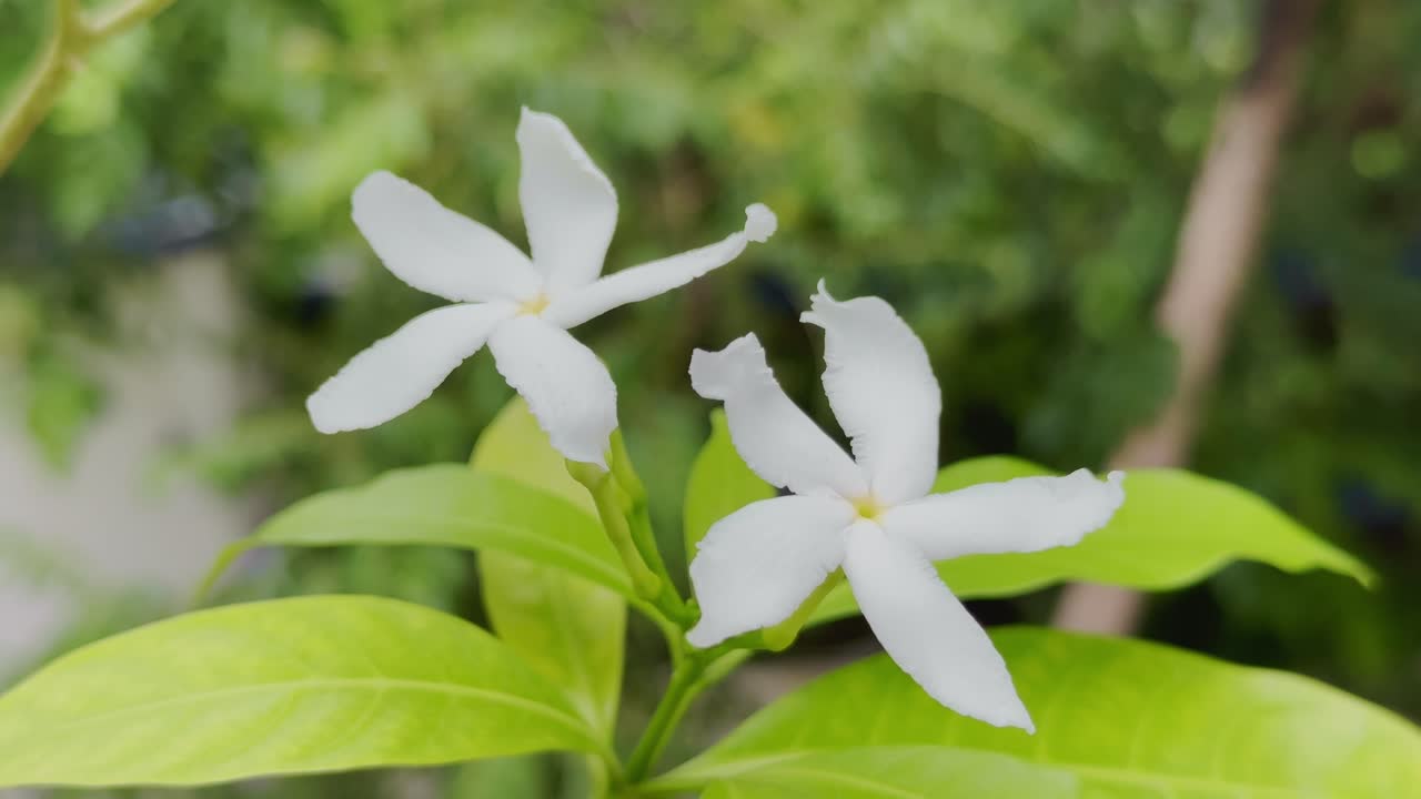 close-up of fragrant white flowers, specifically identified as Tabernaemontana divaricata, commonly called pinwheel flower, crape jasmine, East India rosebay, and Nero's crown