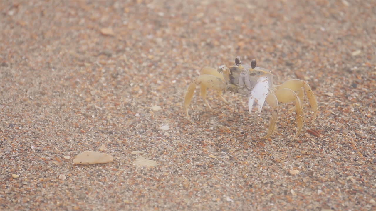 게는 모래사장 해안선에 앉아서 응시한다