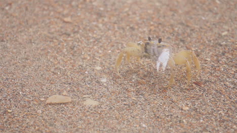 crab sits and stares on sandy beach coastline