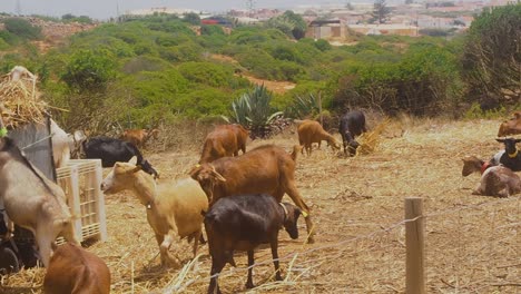 Goats-Fighting-and-Bashing-Heads