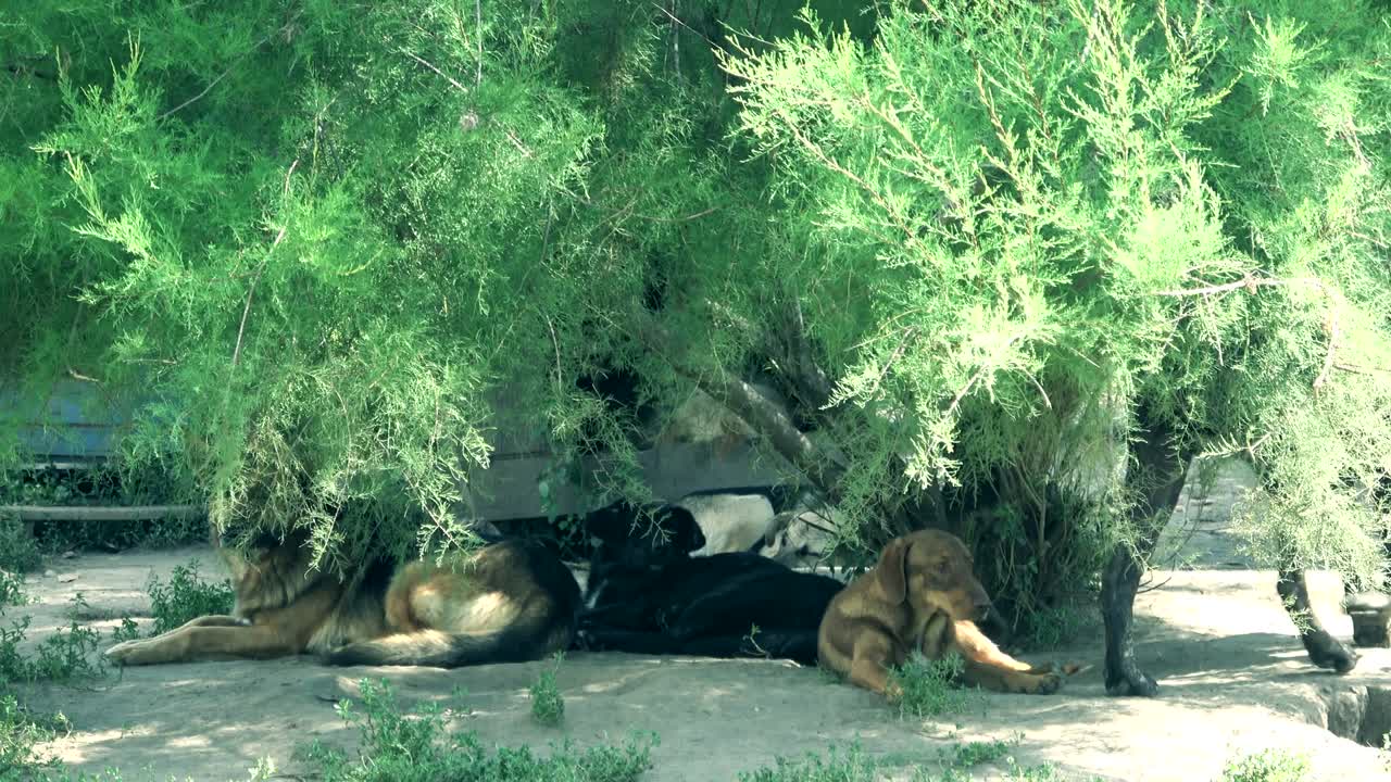 개 들 을 위한 터