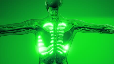 examen radiológico de los pulmones humanos
