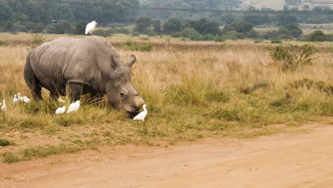 white rhino grazing in grassland accompanied by cattle egrets by sand road